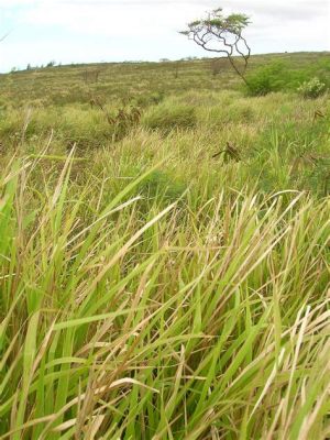  Urochloa 應用於飼料工業及土壤改良？探索其獨特優勢！