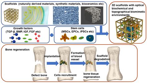  Viviporous Ceramics：Revolutionary Bioactive Material for Tissue Regeneration!